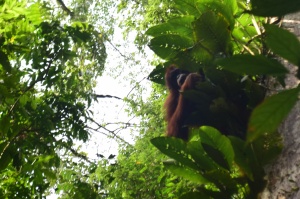 An orangutan in Gurung Leuser National ParkAn orangutan in Gurung Leuser National Park
